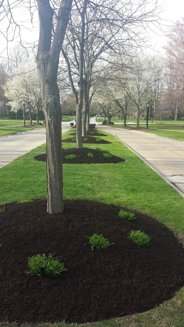 Trees planted in mulch beds in median.